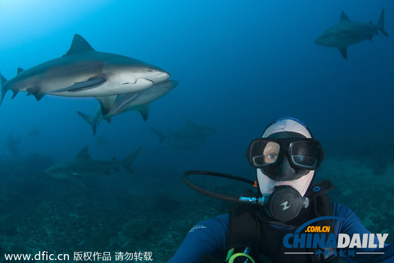 荷兰大胆摄影师与鲨鱼同游不忘自拍