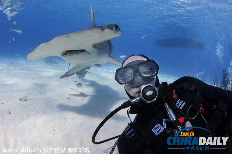荷兰大胆摄影师与鲨鱼同游不忘自拍