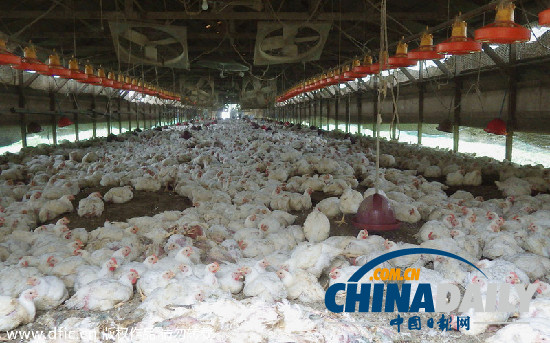 日本宣布相隔三年发现禽流感