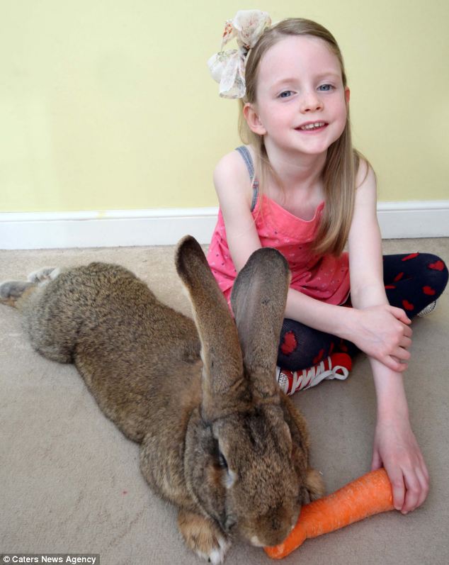 世界最大兔子成复活节明星 日均吃掉12根胡萝卜