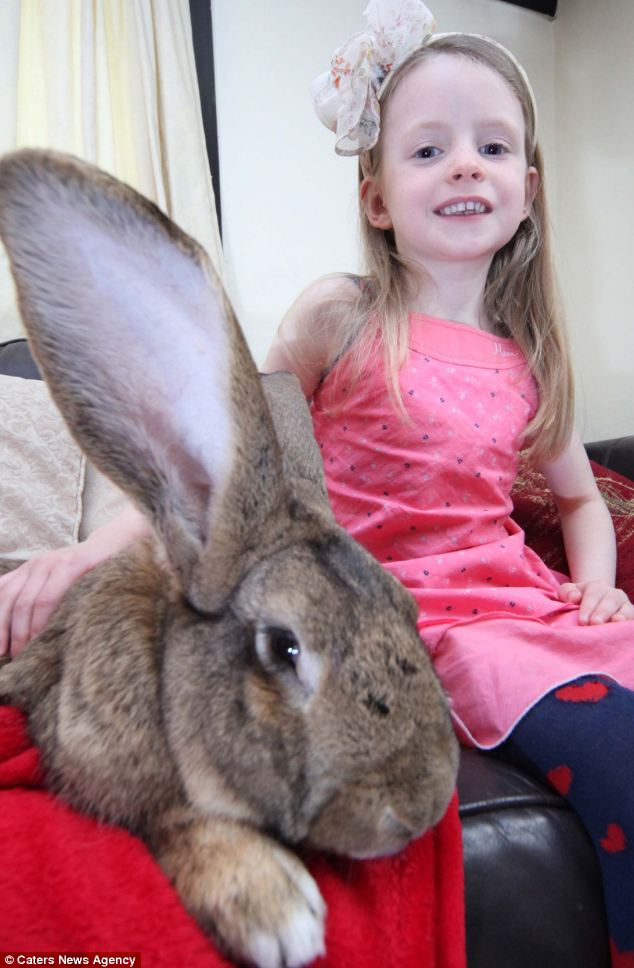 世界最大兔子成复活节明星 日均吃掉12根胡萝卜