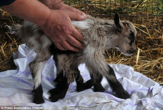 克罗地亚农场惊现八条腿山羊 雌雄同体恐难活过一周