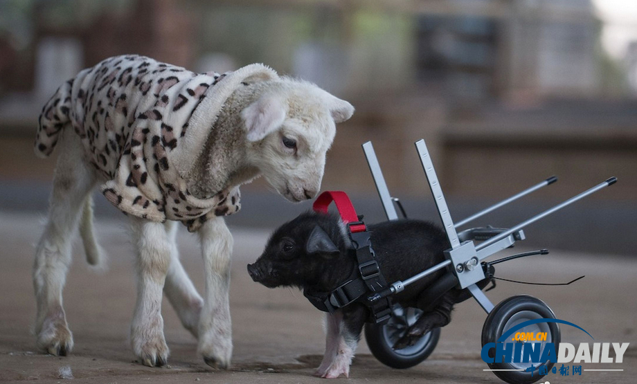澳大利亚残疾小猪“坐轮椅”奔跑萌态十足