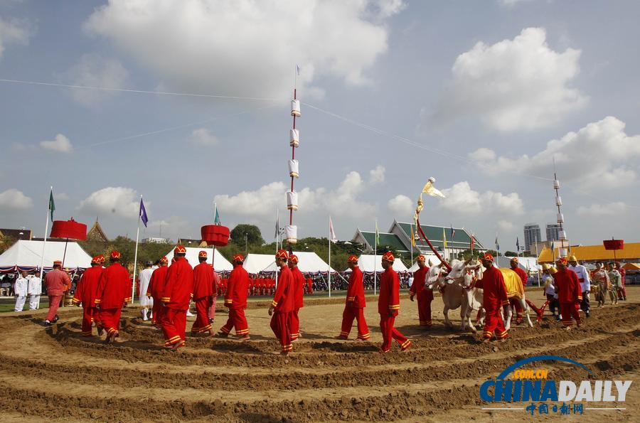 泰国举行传统“春耕节”典礼 官员跪着亲自喂牛