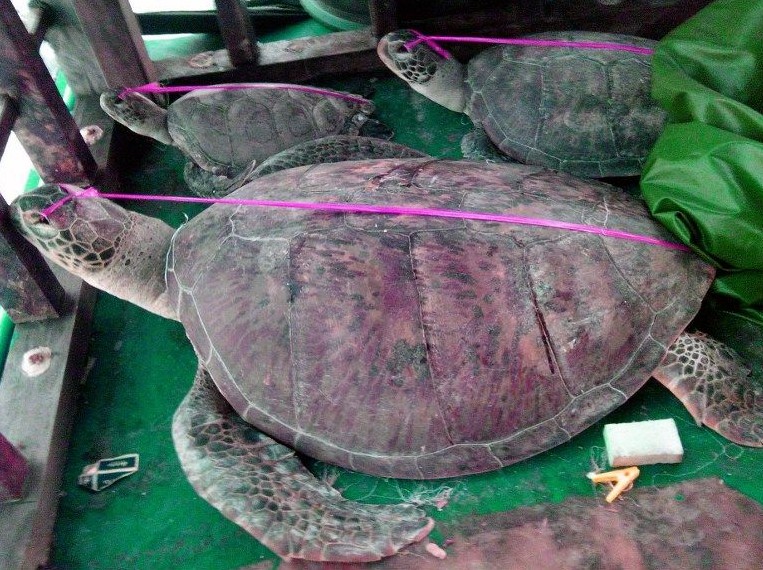 菲律宾公布其所谓“中国渔船上死海龟”照片