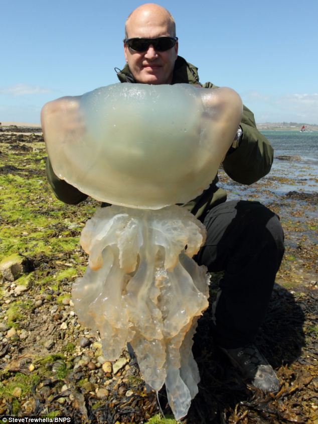 巨型水母被冲上美国海岸 场面震撼