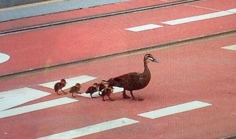 鸭妈妈带小鸭排队过马路 逼停澳大利亚轻轨