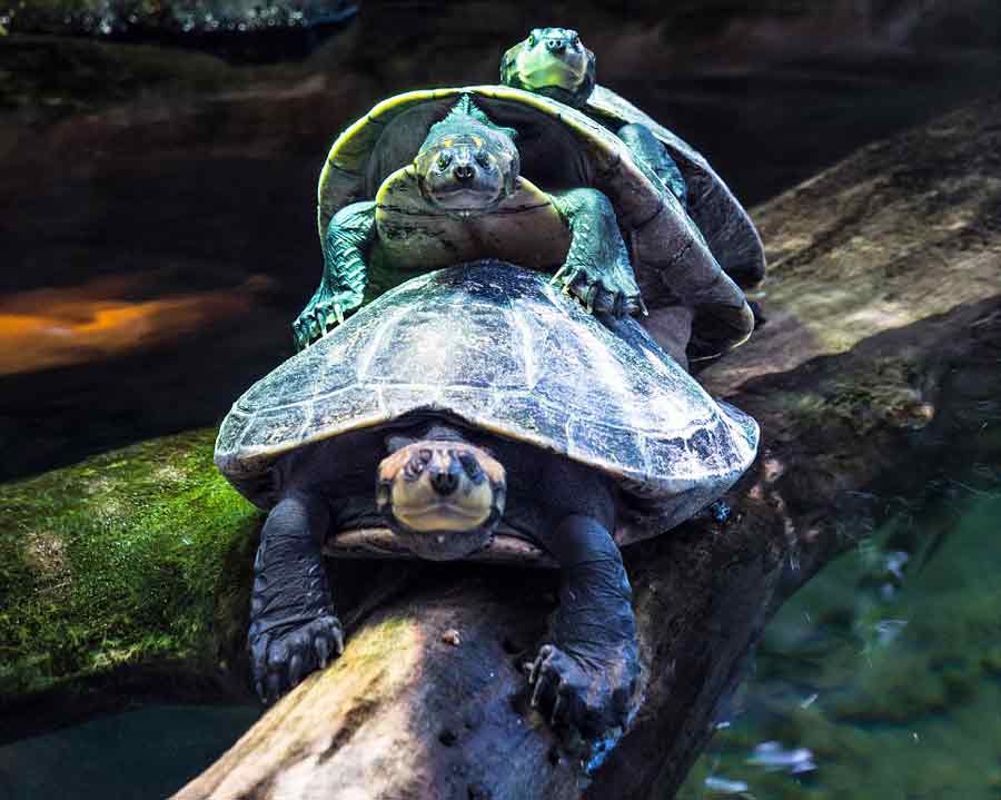 奥地利动物园乌龟排队过独木桥