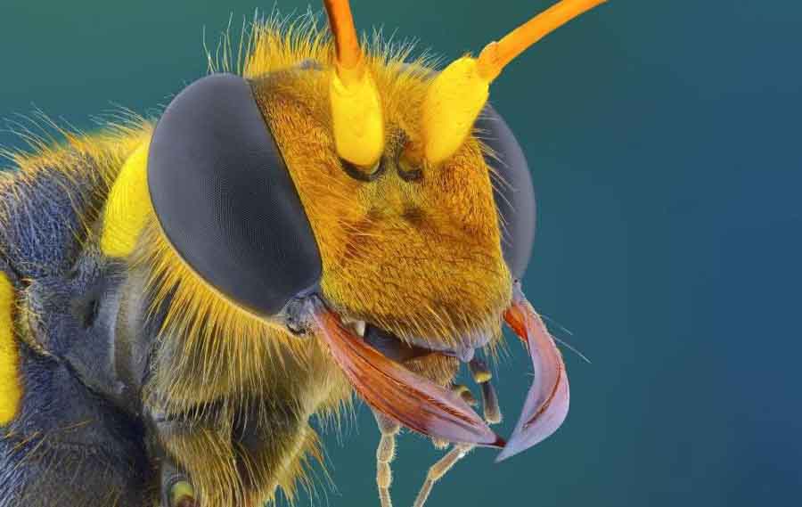 摄影师微距揭秘昆虫世界：如外星生物（组图）