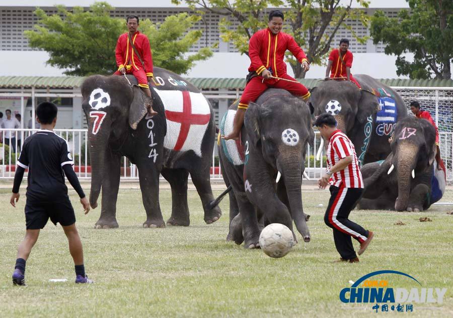 泰国大象驰骋绿茵场 提前为世界杯造势（高清组图）