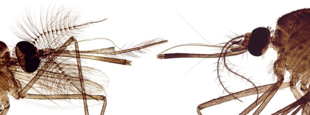 转基因技术灭蚊 或致其灭绝