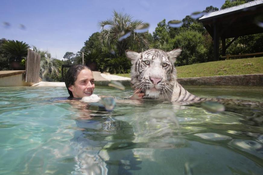 美国自然保护区虎狮熊成好朋友 同游泳共戏水