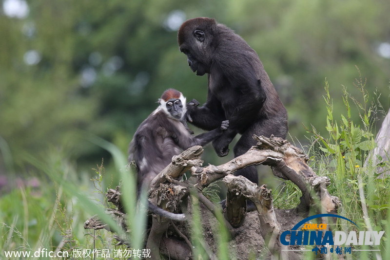 英国一动物园温馨一幕 白眉猴抱猩猩说“悄悄话”
