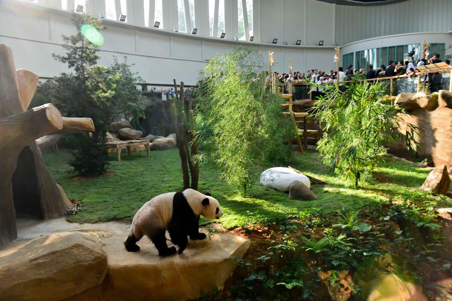 中国旅马大熊猫正式亮相 马总理亲自喂食