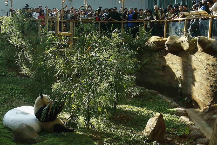 中国旅马大熊猫正式亮相 马总理亲自喂食