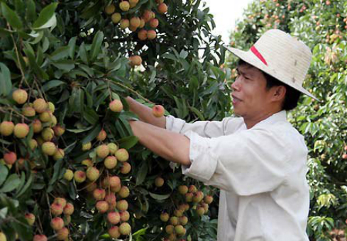中国减少从越南进口小额商品 越农产品市场现危机