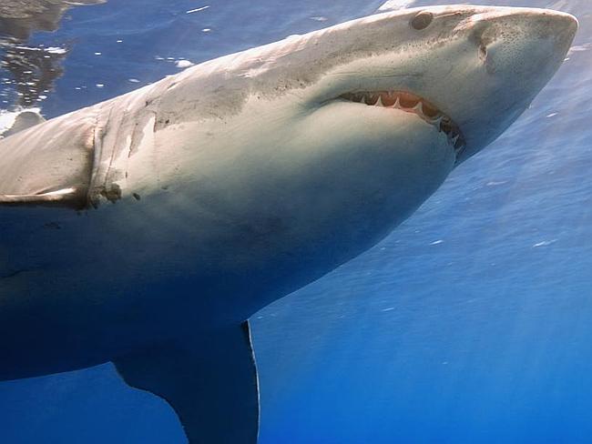 一研究报告称美国东部大白鲨数量激增