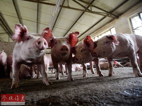 外电：中国家猪基因“增强”欧洲野猪生殖力