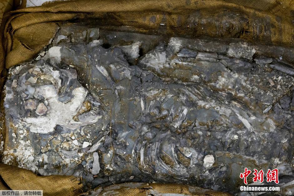 美国宾州博物馆展出6500年前人类遗骸（组图）