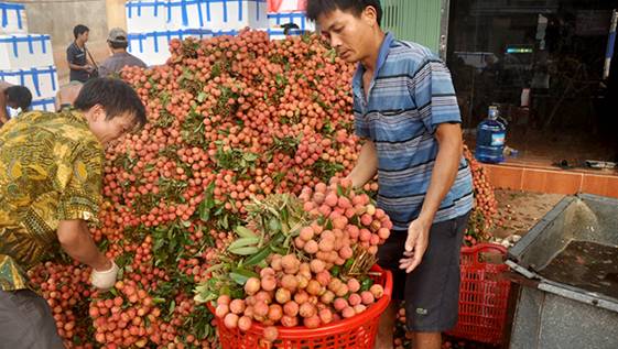 越南仍有大量荔枝销往中国 相当于往年销售量