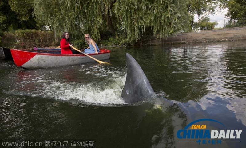 伦敦公园湖中惊现“大白鲨” 吓傻划船游客