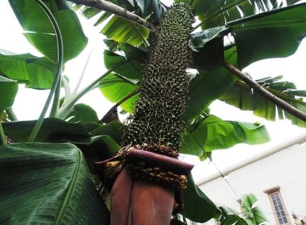 越南现超级香蕉树 一穗已结出超3000个香蕉