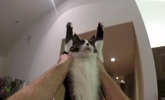 最爱拥抱的猫咪爆红 肢体伸展萌翻网友
