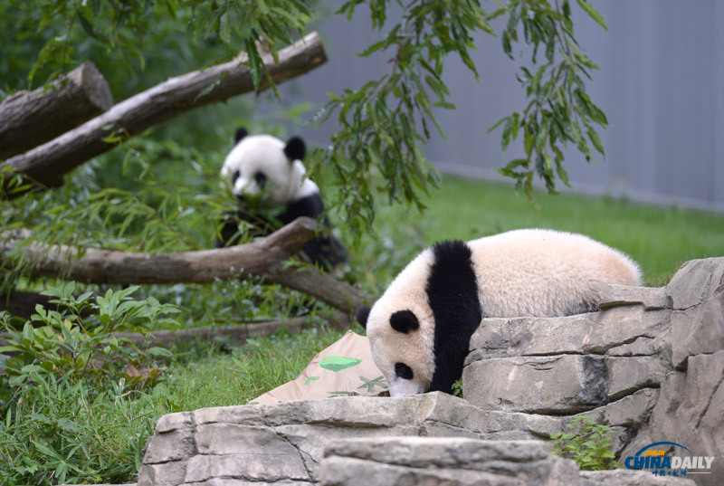 美国动物园庆熊猫“宝宝”一周岁 举办隆重庆生活动