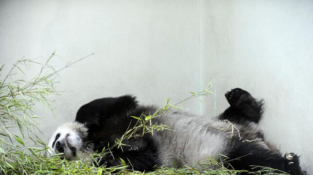 爱丁堡动物园大熊猫甜甜错过预产期 或已流产