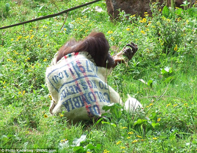 英国猩猩搞怪穿麻袋 自己“剪裁”向同伴炫耀