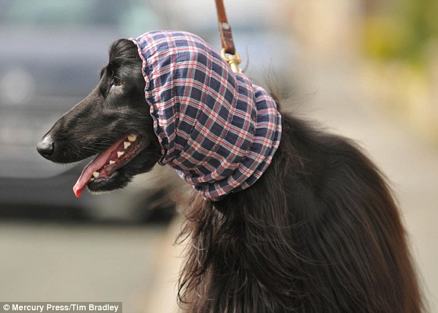 英国猎犬戴发带乖巧可爱 飘逸长发不再遮脸