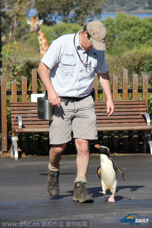 悉尼动物园傲娇小企鹅跟饲养员一起开心散步