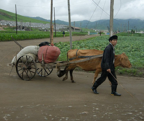 曝朝鲜拟推农业改革新措施 将更多收成分给农民