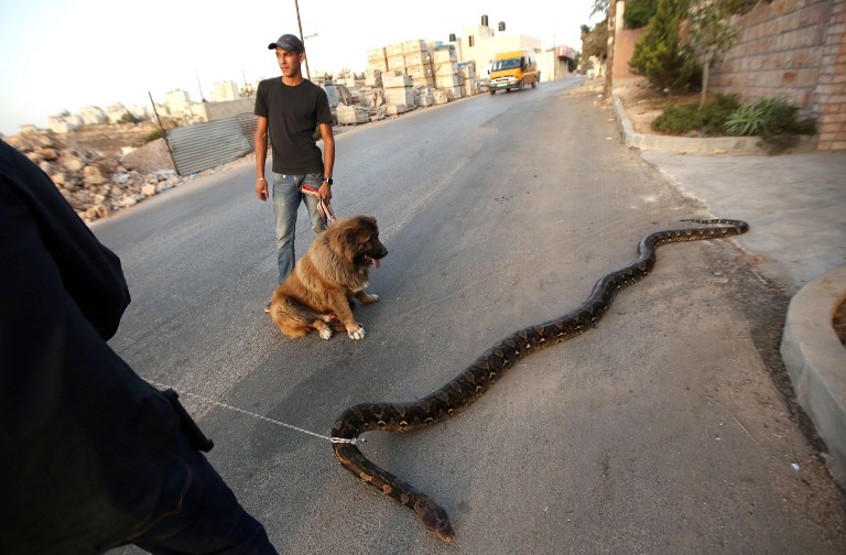 巴勒斯坦男子当街牵蟒蛇散步（高清）