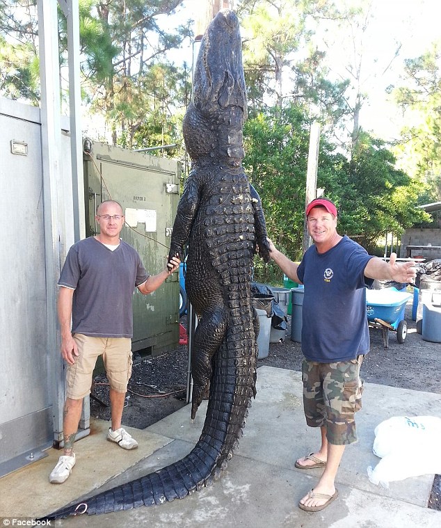 美国两男子徒手诱捕近4米长巨鳄