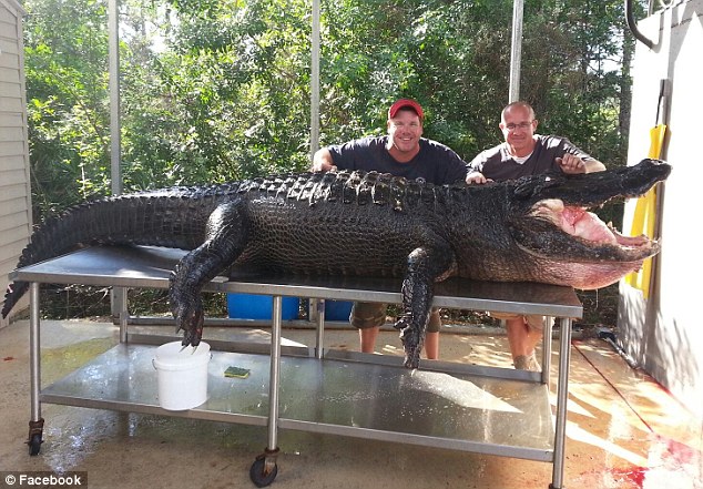 美国两男子徒手诱捕近4米长巨鳄