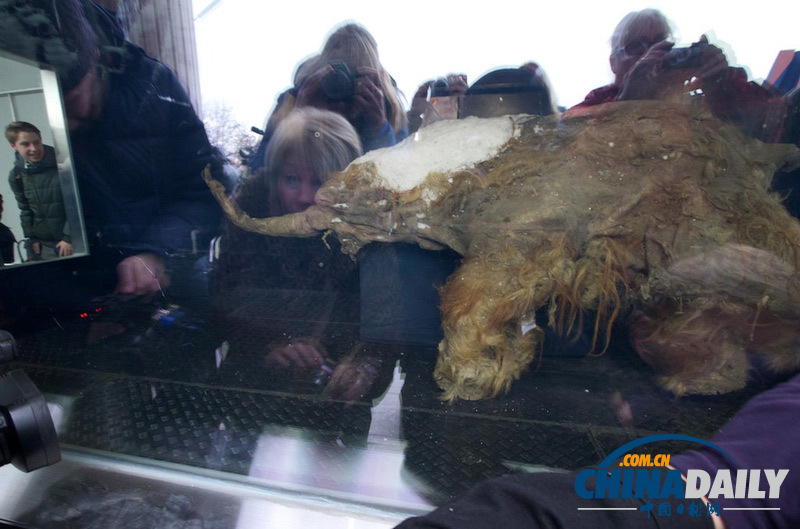 俄展出全球首只完整出土雌长毛象 曾被冰封数万年