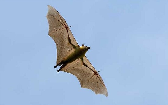 澳科学家：蝙蝠或是对抗埃博拉病毒的关键
