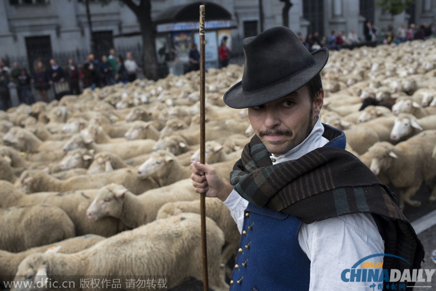 西班牙千只羊横穿马德里 捍卫迁徙放牧权