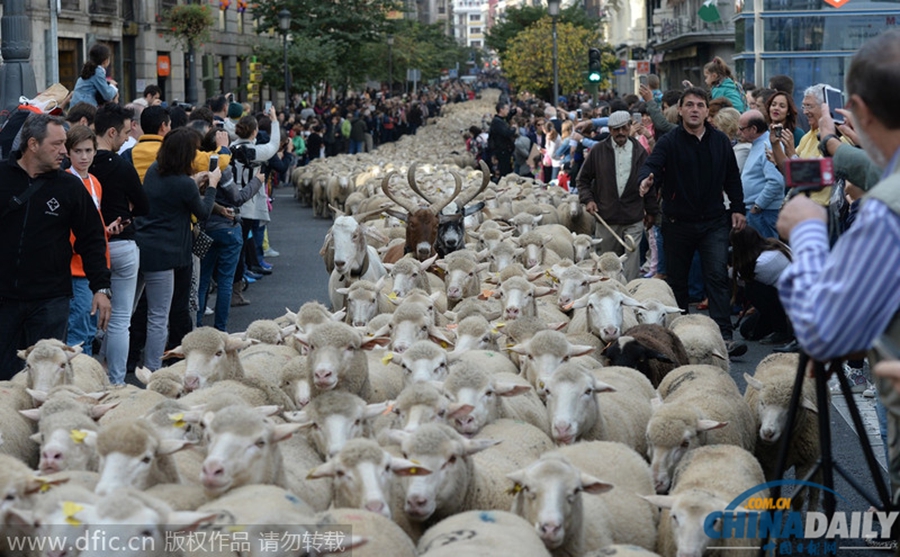 西班牙千只羊横穿马德里 捍卫迁徙放牧权