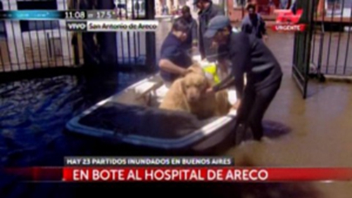 阿根廷一水灾灾民不离不弃坚持救狗