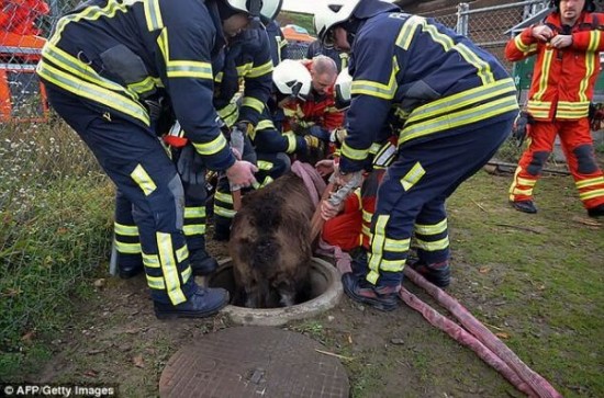瑞士悲催驴子成功越狱却卡下水井 被送回动物园