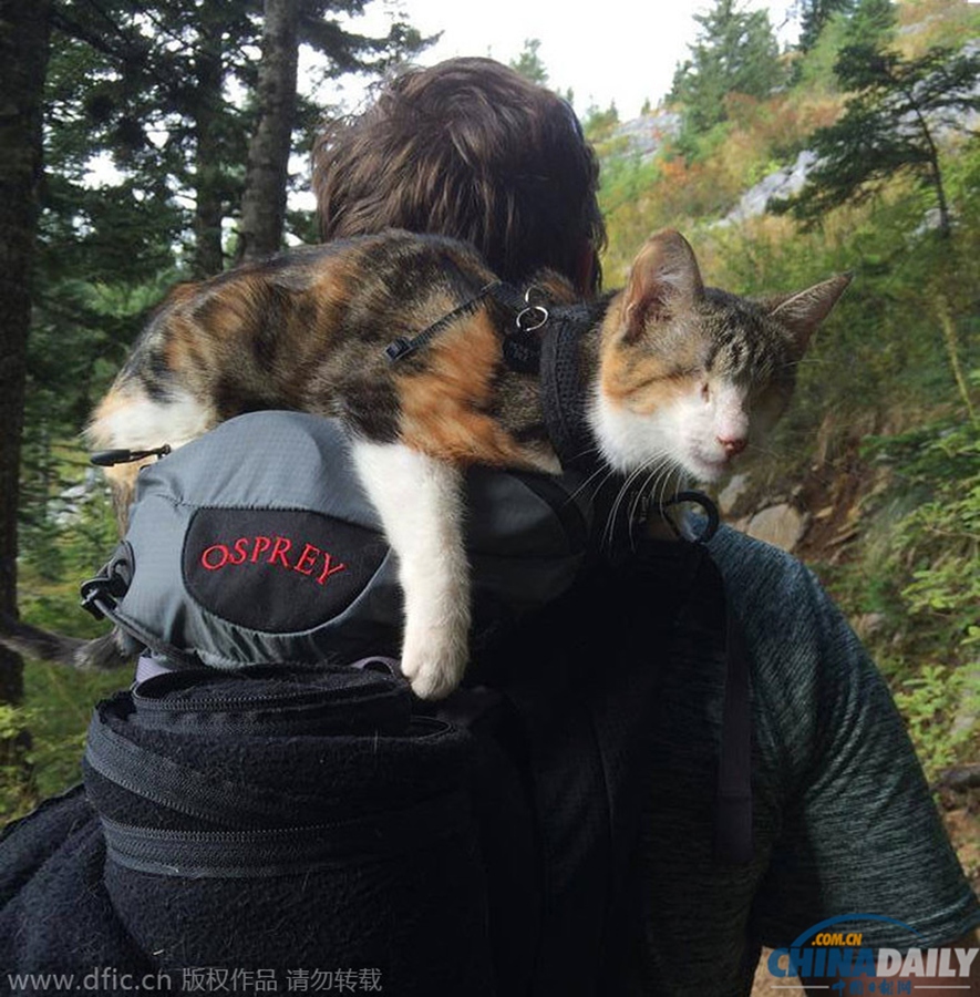 失明猫咪大冒险 跟着主人一起登山征服大自然