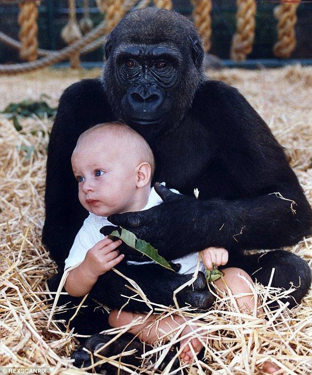 黑猩猩23年后还记得这个女孩