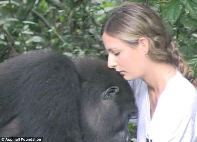 黑猩猩23年后还记得这个女孩