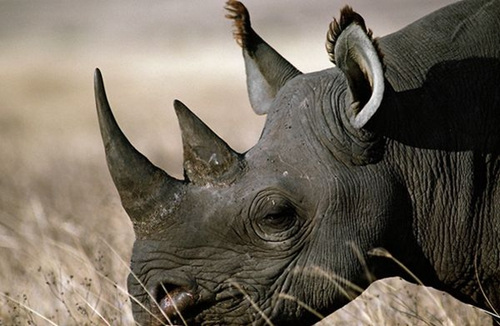 纳米比亚拍卖猎杀黑犀牛许可证筹资 引外界批评