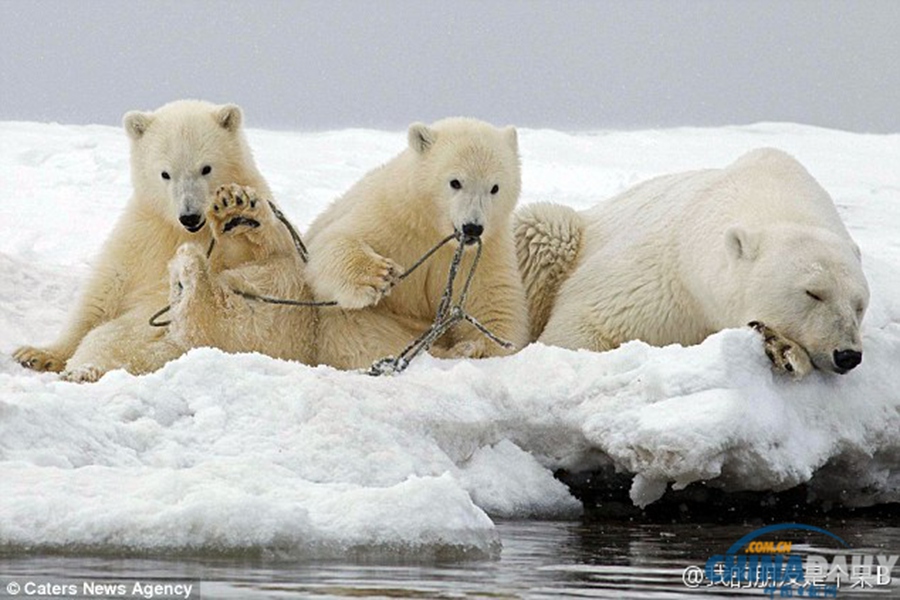 北极熊宝宝玩儿绳子被缠住 蠢萌的纠结