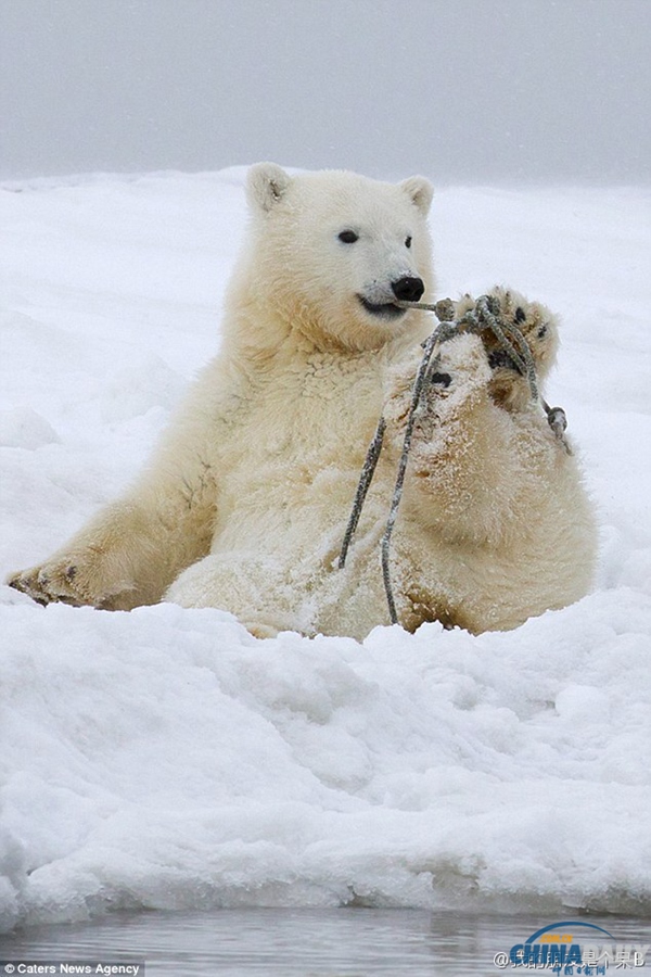 北极熊宝宝玩儿绳子被缠住 蠢萌的纠结