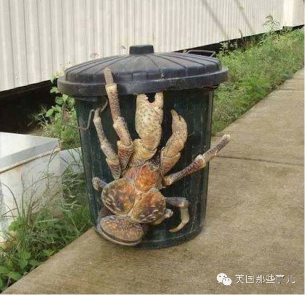 趣闻：巨大奇葩椰子蟹 扔水里会淹死
