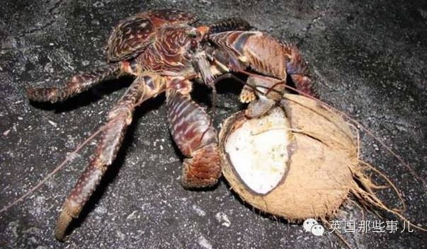 趣闻：巨大奇葩椰子蟹 扔水里会淹死